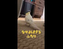 【オカメインコ】ろくとハチヲ、シンクロ率100%で床を練り歩く。