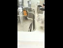 どーしてもシンクに入りたい子猫