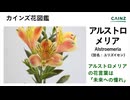 アルストロメリア