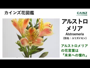 アルストロメリア