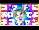 ハングリーハヤシ - コッチにおいでよネコチャン