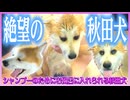 秋田犬、シャンプーの時間ですよ！