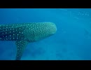 2024年セブ島、ジンベイザメツアー
