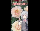 【上野】春のぼたん祭り！【小春六花】