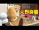 怖くないよぉ〜【元野良猫】【野良猫】