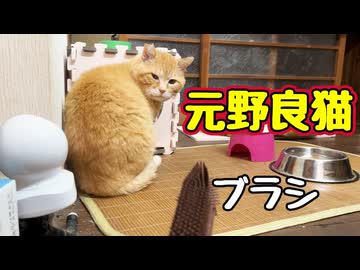 怖くないよぉ〜【元野良猫】【野良猫】