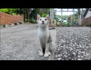 「うちの子に何か?」子猫を撫でると何故か寄ってくる鶏。まさかのこの子の保護者?!
