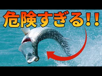 巨大生物ターポンが危険すぎる！！【解説動画】