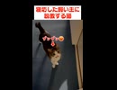 飼い主の生活リズムを正したい猫たち
