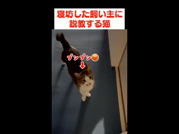 飼い主の生活リズムを正したい猫たち
