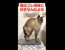 猫のコレ、好きすぎるわ…