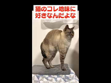 猫のコレ、好きすぎるわ…