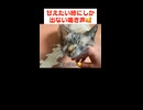 甘えん坊猫の切ない鳴き声がかわいすぎます