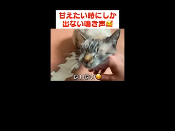 甘えん坊猫の切ない鳴き声がかわいすぎます