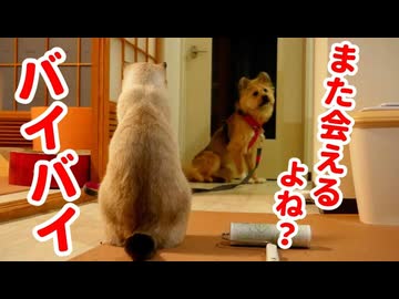 犬も猫も、別れの寂しさは理解できるみたいです