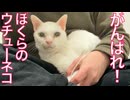 ウチューネコ、この星の病魔と闘う