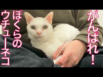 ウチューネコ、この星の病魔と闘う