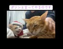 オス三毛サンタ、ボス猫にケンカを売るも…
