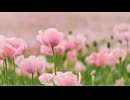 花が咲く The flowers bloom 【フリーBGM】