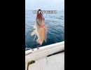 1100円のベイトリールを海で酷使してみた結果ｗｗｗ【イトヨリダイ】