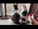 こどもの日ねこ