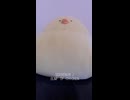 SOUVENIR / BUMP OF CHICKEN (acapella cover)