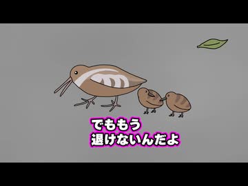 ヤマシギ