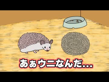 ハリネズミ