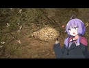 チェルノブイリ在住のゆかり：part57