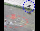 カラス夫婦VSカルガモ家族