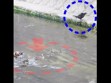 カラス夫婦VSカルガモ家族