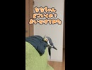 【オカメインコ】2007年生まれの長老ななを追いかけてみた。