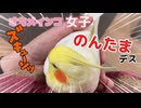 【オカメインコ】モモヒキ隊紅一点のんたまは甘やかされて当たり前…と育ちましたｗ