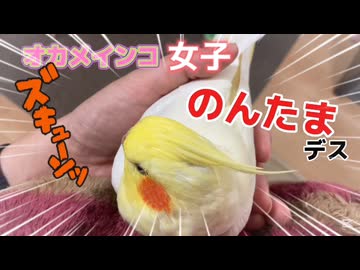 【密着24時】あざとすぎるオカメインコの甘えん坊ルーティンがもはや人間（のんたま）