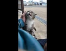 猫島のフェリー乗り場のベンチに座ると猫が隣に座ってきて楽しい