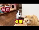 めっちゃ睨まれる【元野良猫】【野良猫】