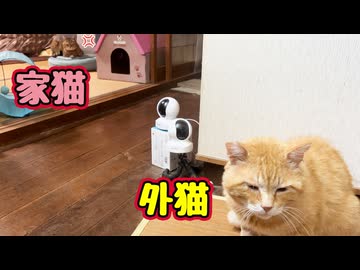めっちゃ睨まれる【元野良猫】【野良猫】