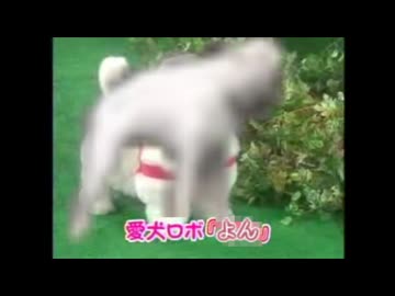 愛犬ロボ「よん」