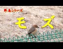野鳥シリーズ　モズ