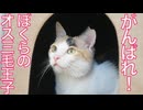 オス三毛猫、病を抱えて仲間を見送る