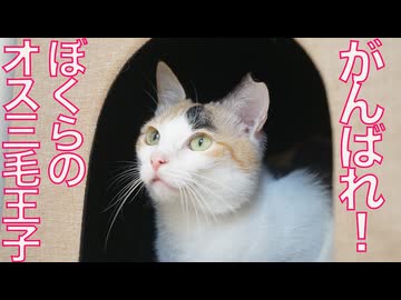 オス三毛猫、病を抱えて仲間を見送る