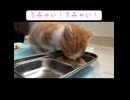 「うみゃい！」と言いながら食べる子猫