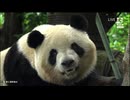 PandapiaLive_2026_5_7