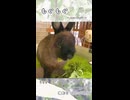 【うさぎ 13歳】もぐもぐ