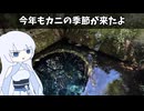 今年もカニの季節が来たよ