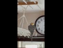ぴっぴちゃんを呼ぶ回数よ□
