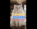 しゃべる猫□ニャンCocoの#ロト6 第2101-102回の数字を #AI予測□当選発表□は毎週月曜と木曜です【CocoんcoのLOTO6予測 第414弾】□