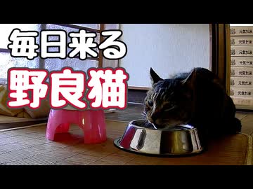 ごはん あげてないのに…【野良猫】【元野良猫】