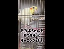 【オカメインコ】出たり入ったりをエンドレスで繰り返すはちに弄ばれてみたｗ