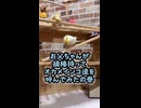 【オカメインコ】お父ちゃんが綿棒もって呼んでみたところ、それぞれの反応がオモロかったｗ